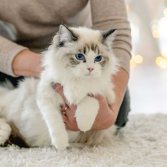 Meet your Posher, Caroline - Picture 1 of 1